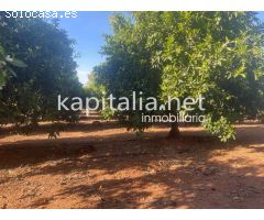 Se vende finca de naranjos en zona Rotgla