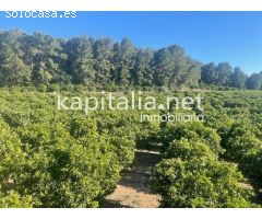 Finca rústica a la venta de naranjos a 5 min de Xativa (Valencia)