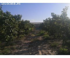 Terreno rural de venta en Albaida