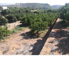 Terreno rústico en venta en Olvia