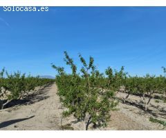 Terreno Agrario - Lébor, Totana
