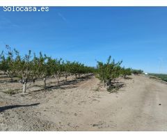 Terreno Agrario - Lébor, Totana