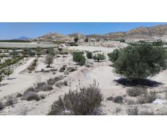 Terreno con Olivos - La Espada, Molina de Segura