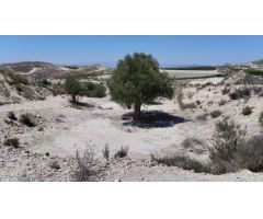 Terreno con Olivos - La Espada, Molina de Segura