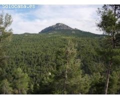 Finca Rustica con Casas y Almendros en Producción - Moratalla