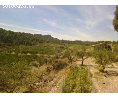 Finca Rustica con Casas y Almendros en Producción - Moratalla