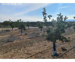 FINCA DE MANDARINOS DE 3.8 Ha CON RIEGO AUTOMATIZADO