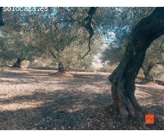 FINCA RUSTICA EN VENTA EN LA RAPITA (TARRAGONA)