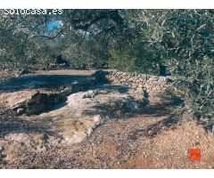 FINCA RUSTICA EN VENTA EN LA RAPITA (TARRAGONA)