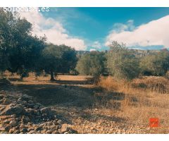 FINCA RUSTICA EN VENTA EN LA RAPITA (TARRAGONA)