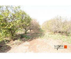 FINCA CON CASETA Y AGUA EN SANTA BARBARA (TARRAGONA)