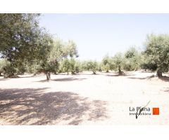 FINCA EL PELOS EN VENTA EN LA GALERA (TARRAGONA)