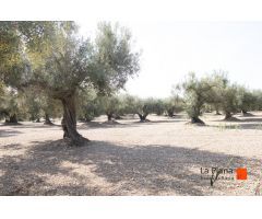 FINCA EL PELOS EN VENTA EN LA GALERA (TARRAGONA)