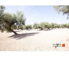 FINCA EL PELOS EN VENTA EN LA GALERA (TARRAGONA)