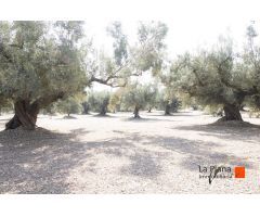 FINCA EL PELOS EN VENTA EN LA GALERA (TARRAGONA)