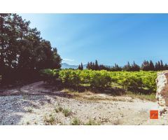 FINCA EN PLENA PRODUCCIÓN EN ROQUETES