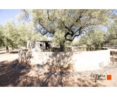 FINCA RUSTICA CON DOS CASETAS A LA VENTA EN LA GALERA (TARRAGONA)