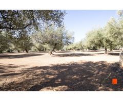 FINCA RUSTICA CON DOS CASETAS A LA VENTA EN LA GALERA (TARRAGONA)