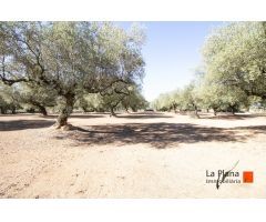 FINCA RUSTICA CON DOS CASETAS A LA VENTA EN LA GALERA (TARRAGONA)