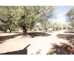 FINCA RUSTICA CON DOS CASETAS A LA VENTA EN LA GALERA (TARRAGONA)