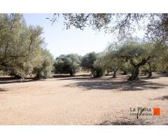FINCA RUSTICA CON DOS CASETAS A LA VENTA EN LA GALERA (TARRAGONA)