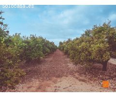 FINCA RUSTICA EN VENTA EN LA GALERA (TARRAGONA)