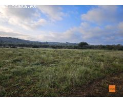 FINCA RÚSTICA EN VENTA EN ULLDECONA (TARRAGONA)