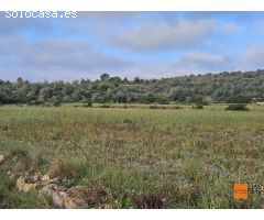 FINCA RÚSTICA EN VENTA EN ULLDECONA (TARRAGONA)