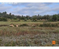 FINCA RÚSTICA EN VENTA EN ULLDECONA (TARRAGONA)