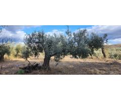 OCASIÓN, BAJADA DE PRECIO!!! VENTA DE TERRENO EN GERGAL CON POSIBILIDAD DE EDIFICAR UN CORTIJO.