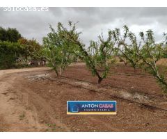 TERRENO CON PEQUEÑA CASITA EN PINOSO