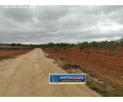 TERRENO CON PEQUEÑA CASITA EN PINOSO