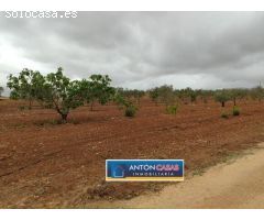 TERRENO CON PEQUEÑA CASITA EN PINOSO