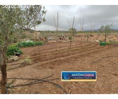 TERRENO CON PEQUEÑA CASITA EN PINOSO
