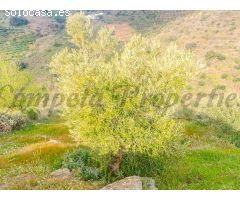 terreno en Venta en Cómpeta