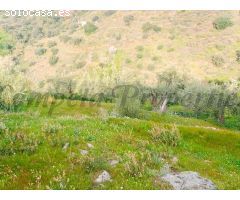 terreno en Venta en Cómpeta