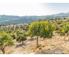 terreno en Venta en Benajarafe