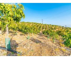 terreno en Venta en Benajarafe