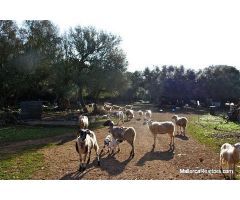 Enorme finca rústica con potencial para Agroturismo, plantación de viñedos y cultivo de olivos
