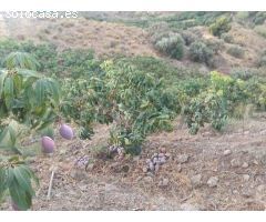 terreno en Venta en Frigiliana