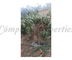 terreno en Venta en Frigiliana