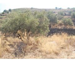 terreno en Venta en Cómpeta