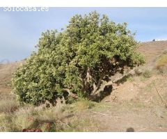 terreno en Venta en Sayalonga