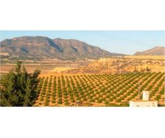 terreno en Venta en Torre Pacheco. ETRV-T1046