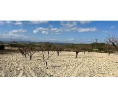 terreno en Venta en Bullas. ETRV-T1498